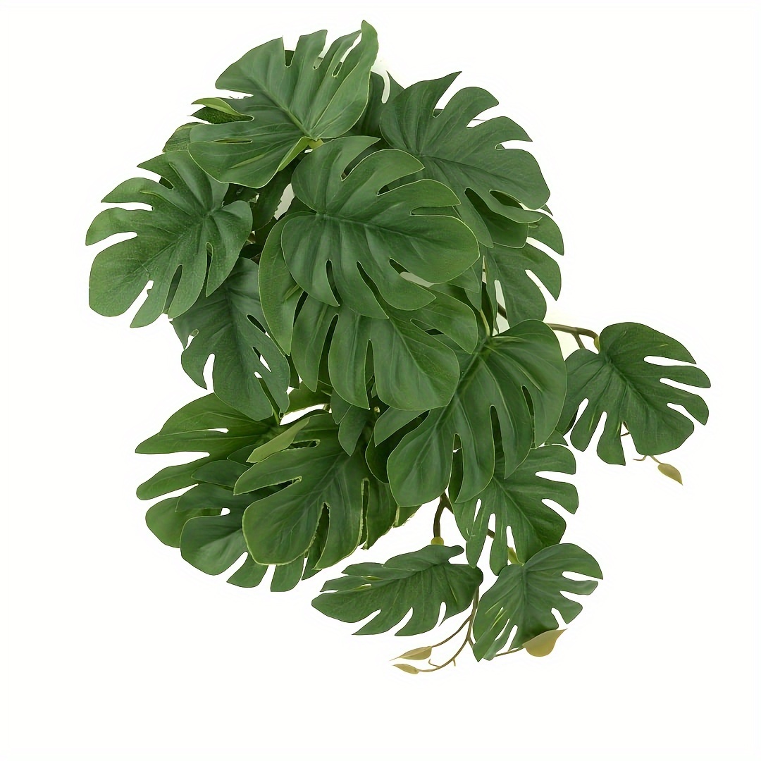 Reptile Plants for Terrarium A - đánh giá và giá Monstera Adansonii