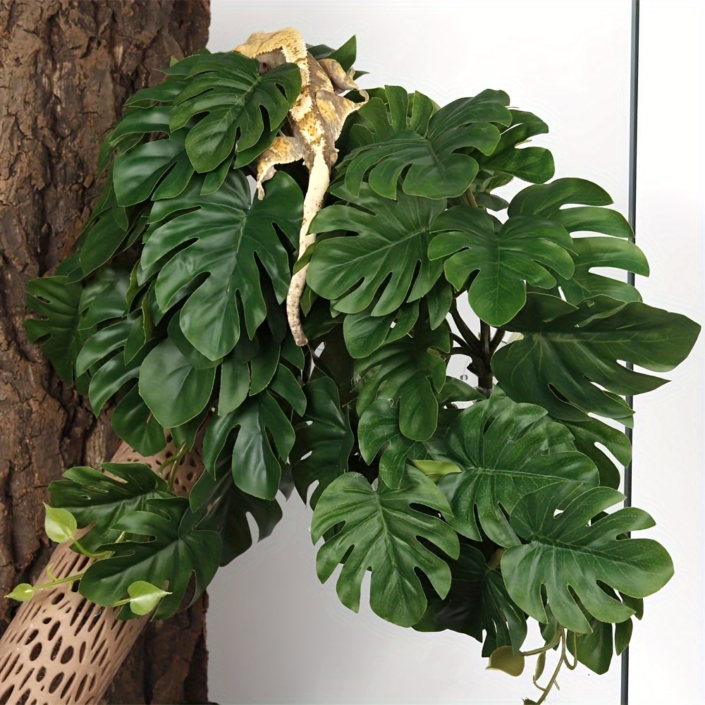 Reptile Plants for Terrarium A - đánh giá và giá Monstera Adansonii