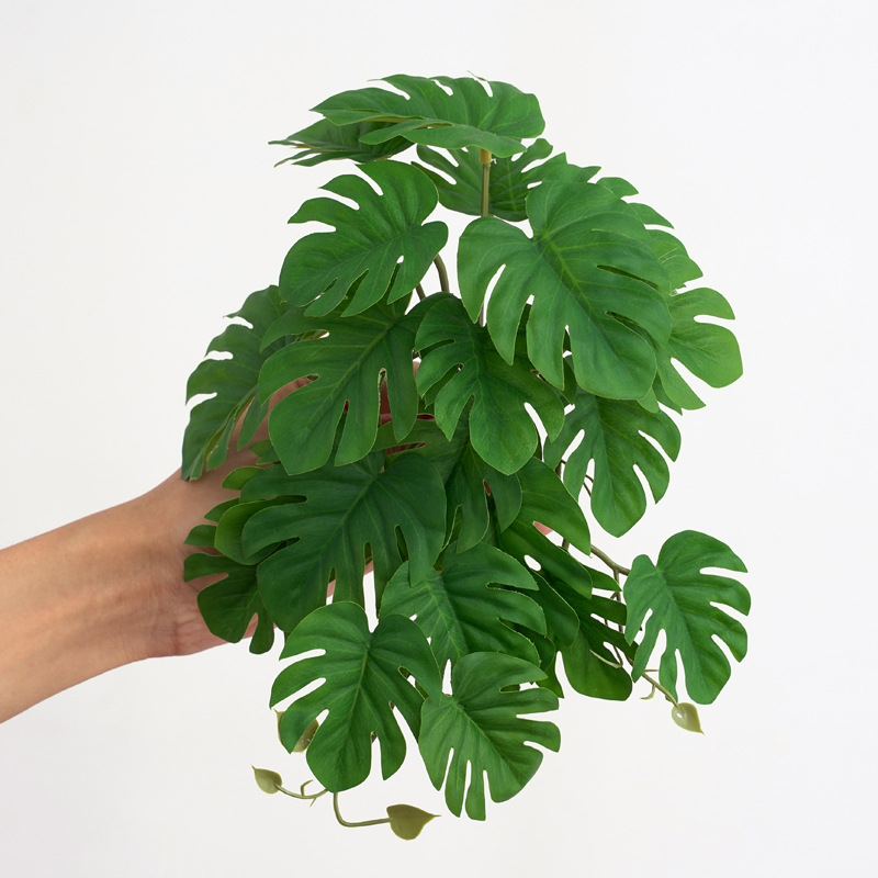 Reptile Plants for Terrarium A - đánh giá và giá Monstera Adansonii