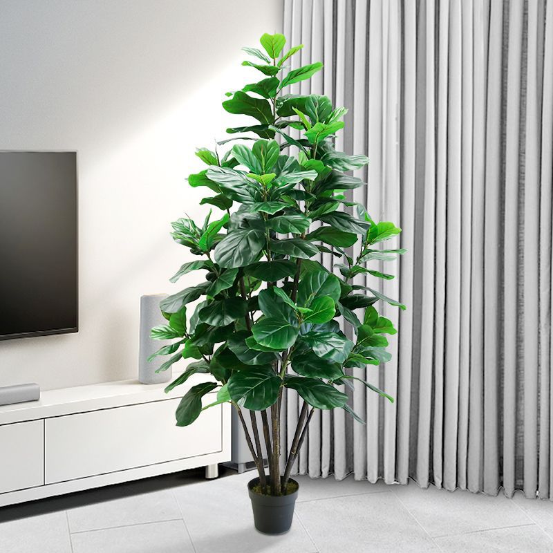 35-150cm Tropical Tree Large F - đánh giá và giá Ficus Lyrata Tree