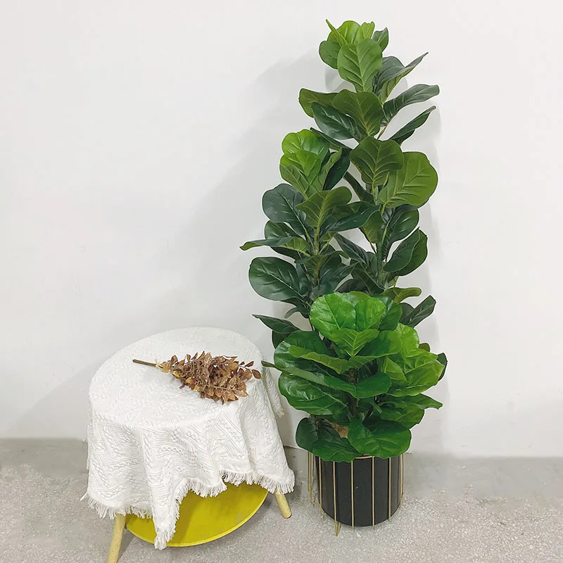 35-150cm Tropical Tree Large F - đánh giá và giá Ficus Lyrata Tree