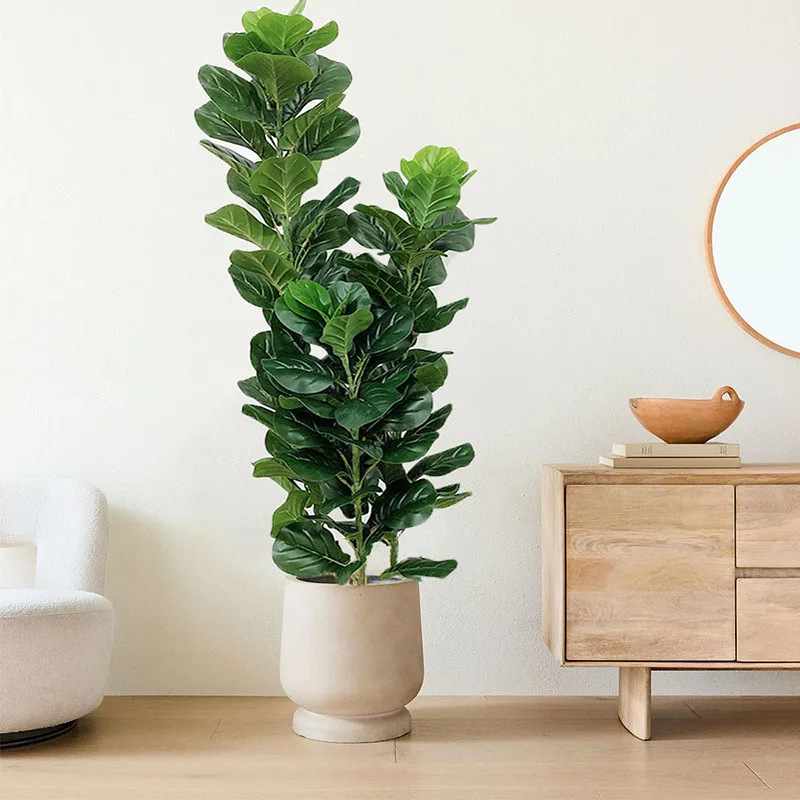 35-150cm Tropical Tree Large F - đánh giá và giá Ficus Lyrata Tree