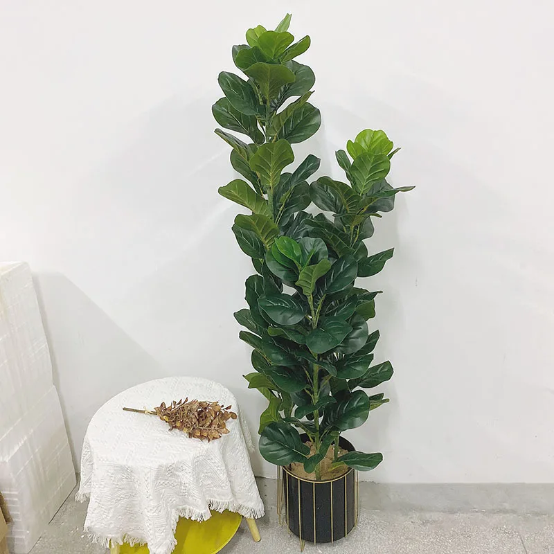 35-150cm Tropical Tree Large F - đánh giá và giá Ficus Lyrata Tree